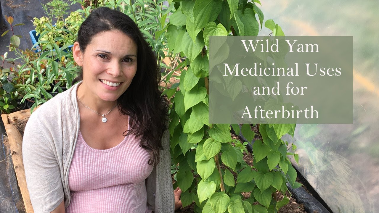 Medicinal Uses and Health Benefits of Wild Yam (Dioscorea villosa) with Marina Kesso