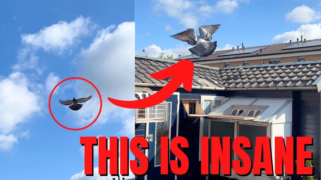 NEW Pigeon Race + Results