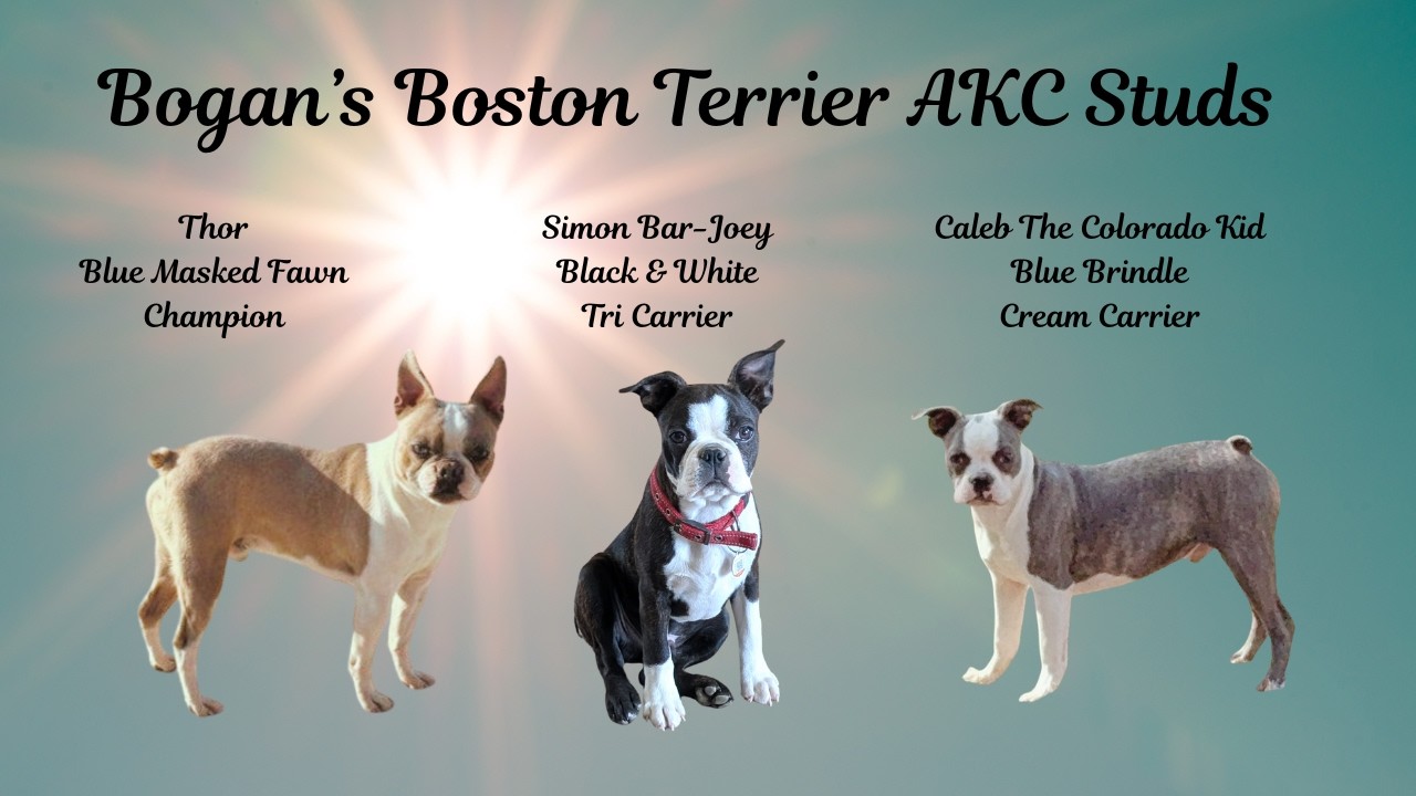 Breeding Boston Terriers: Understanding and Handling Anxiety 🥴❤️