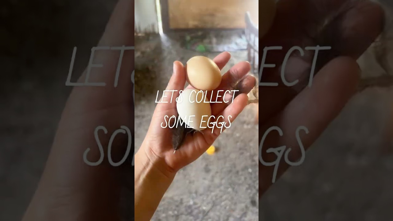just a little egg collecting video!🥚