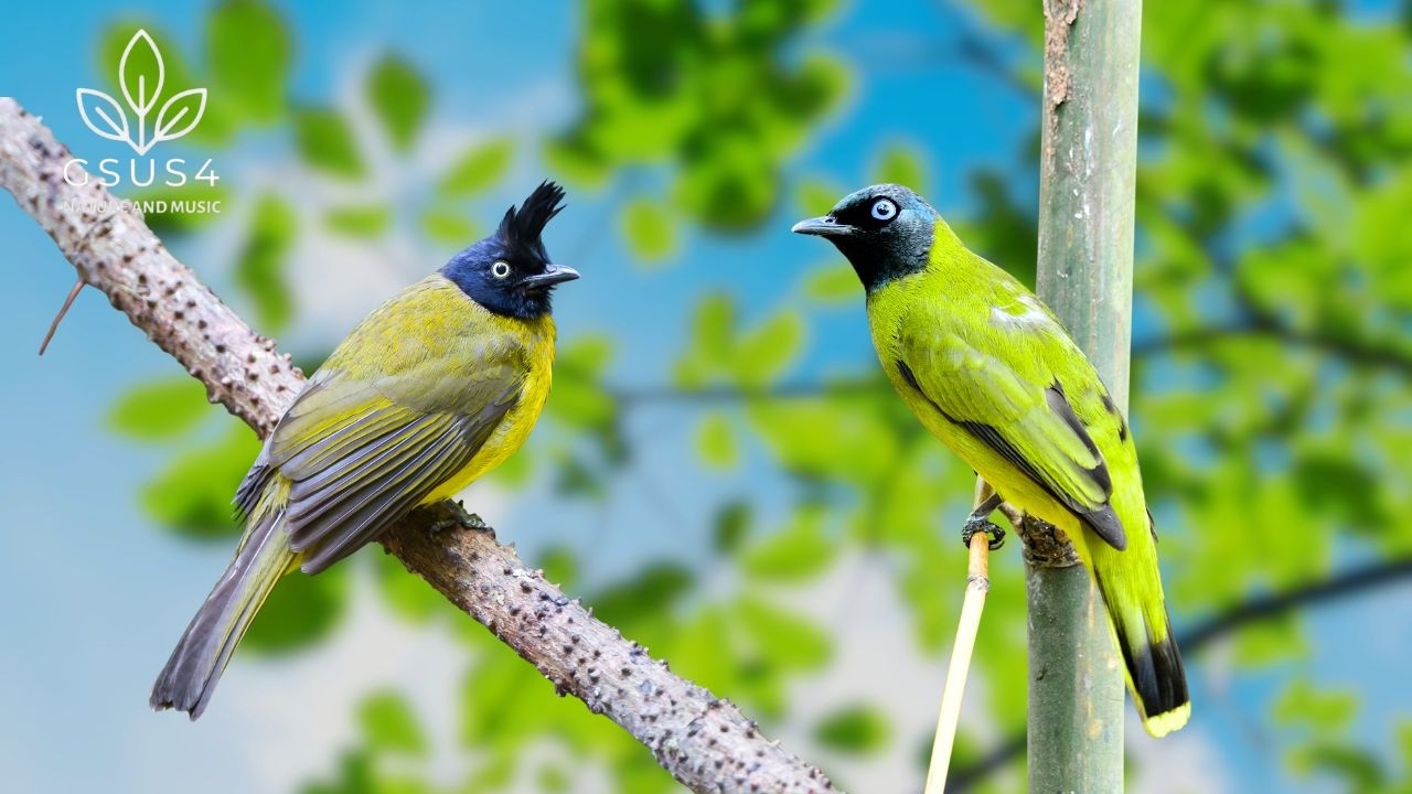 Soothing Birds Chirping - Relaxing Bird Sounds for Deep Sleep & Meditation | Relaxing Nature Sounds