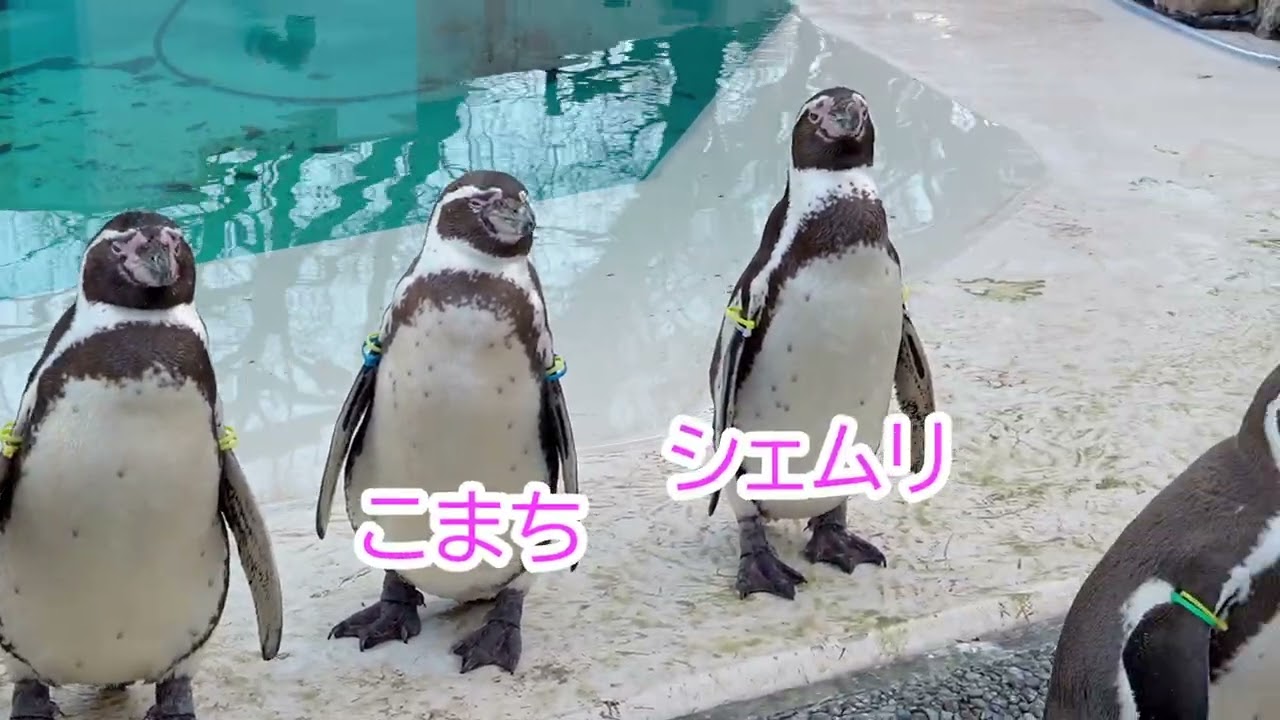 [ペンギン]崖上のペンギン村[小諸市動物園-2026.02.01]
