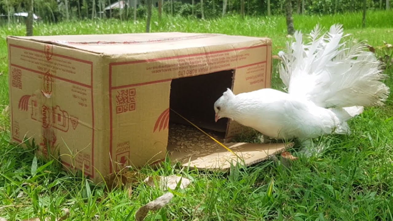 DIY Pigeon Bird Trap with Cardboard Box.