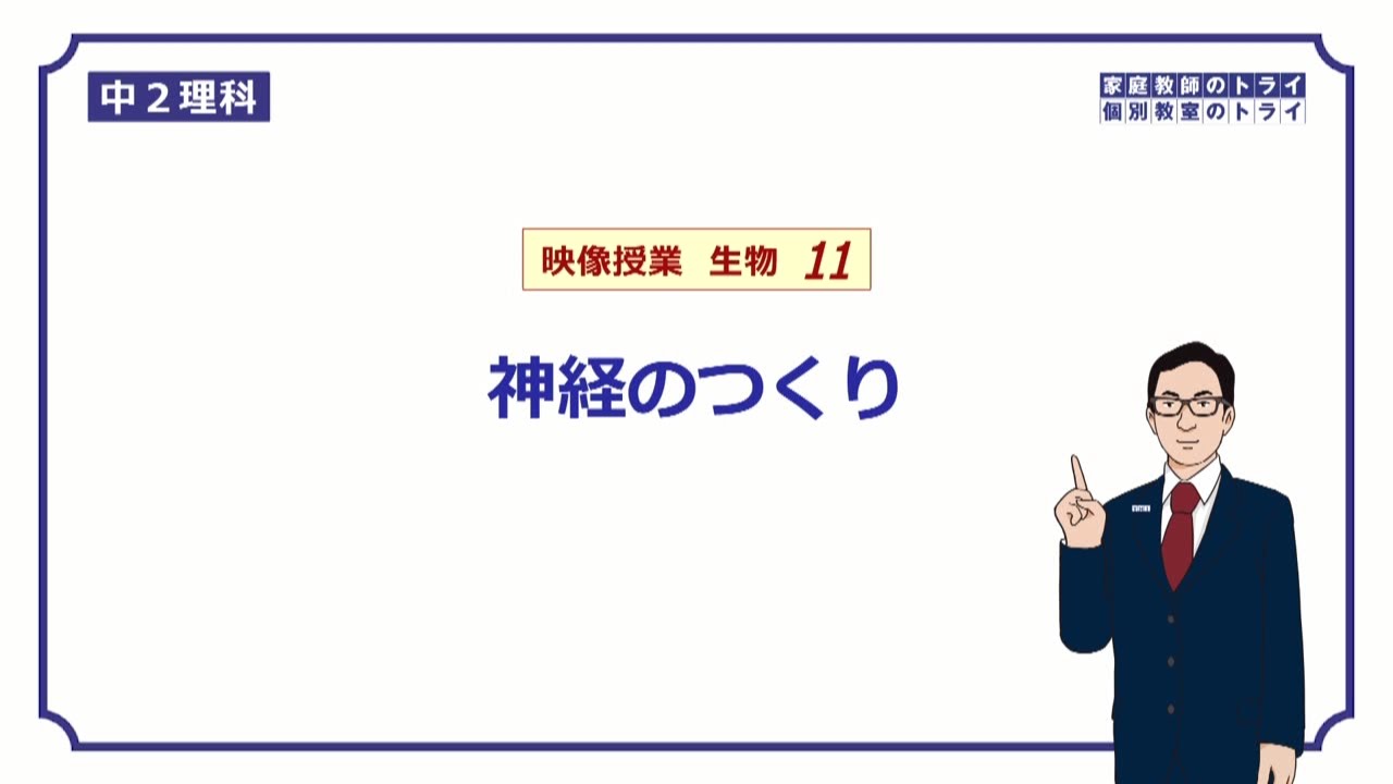 【中２　理科　生物】　神経と感覚の伝わり方　（１７分）