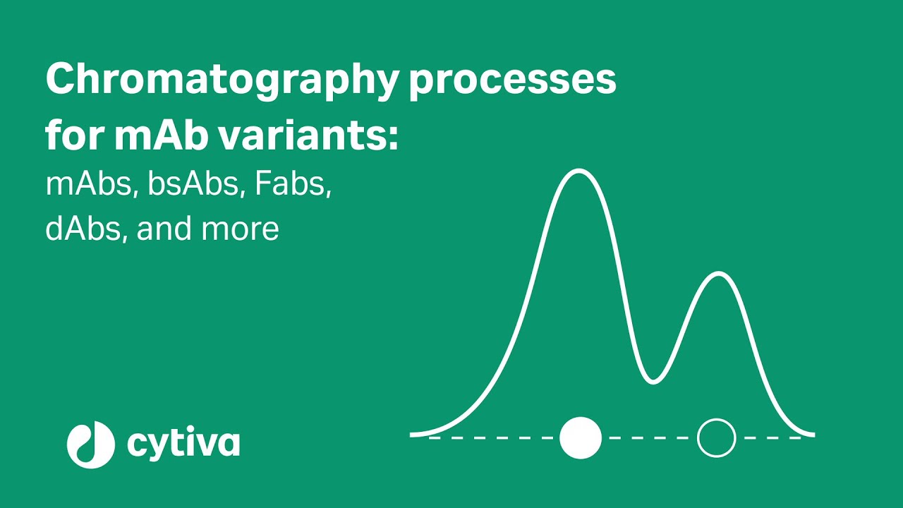 Chromatography processes for mAb variants: mAbs, bsAbs, Fabs, dAbs, and more