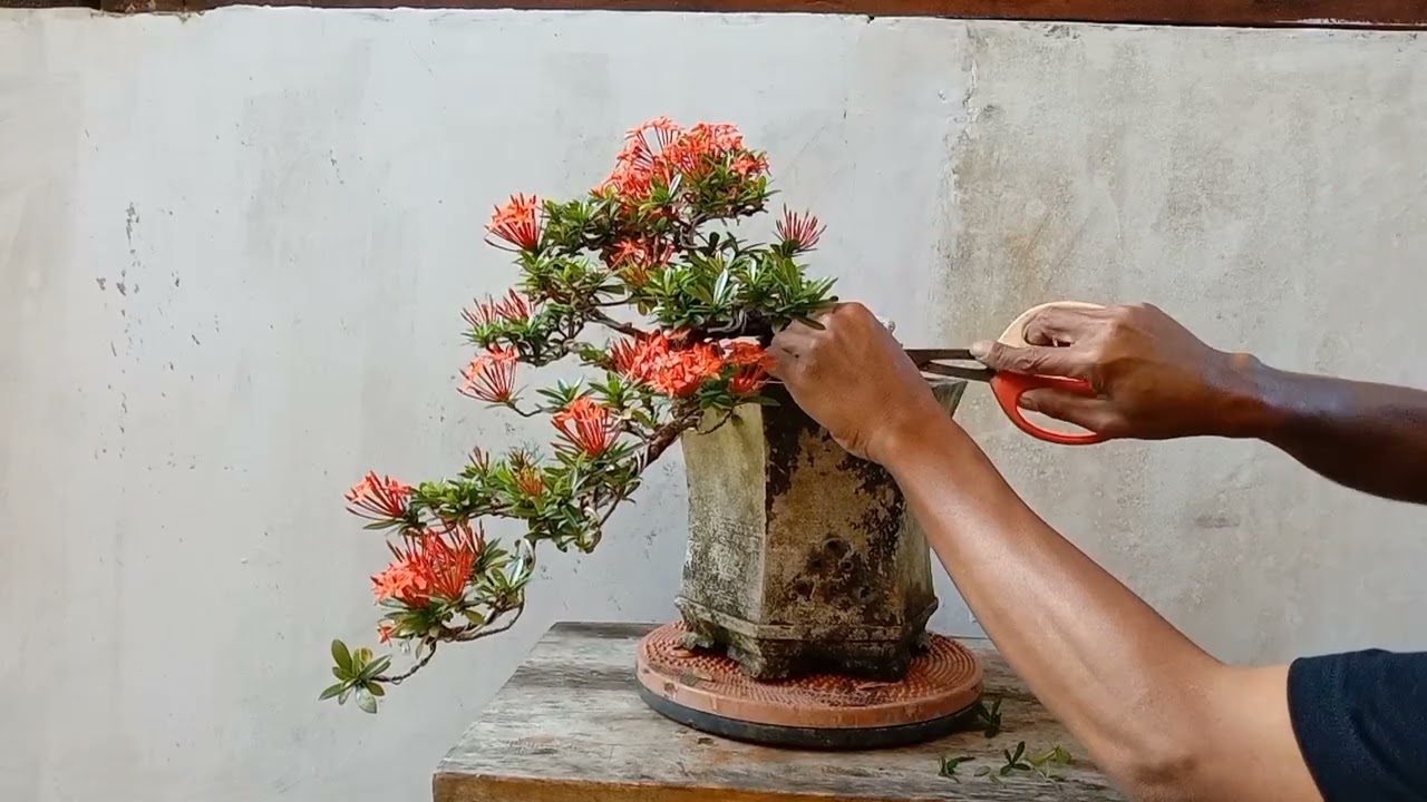 KONTROL TUNAS - TUNAS LIAR DI AKAR DAN BATANG BONSAI ASOKA