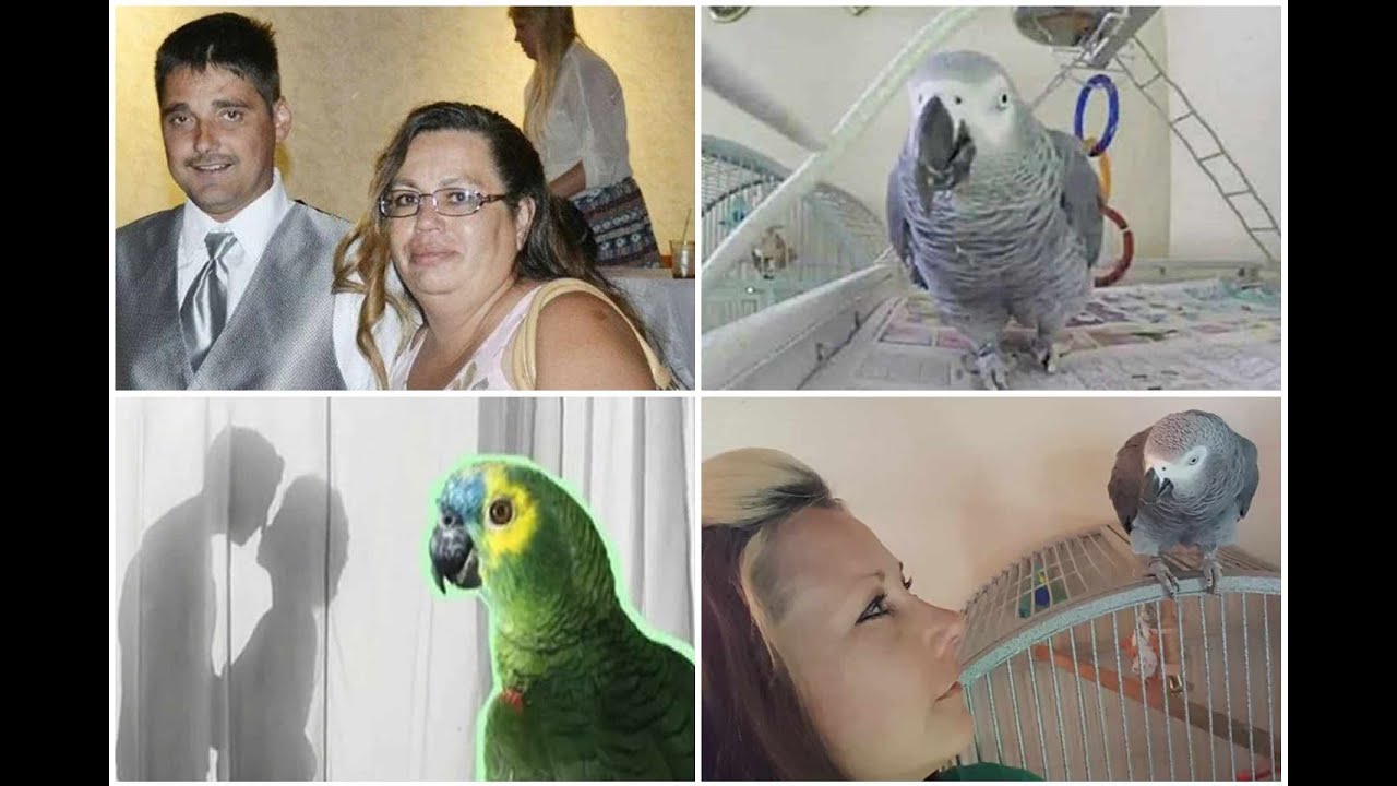 Big Surprise! Parrot witness