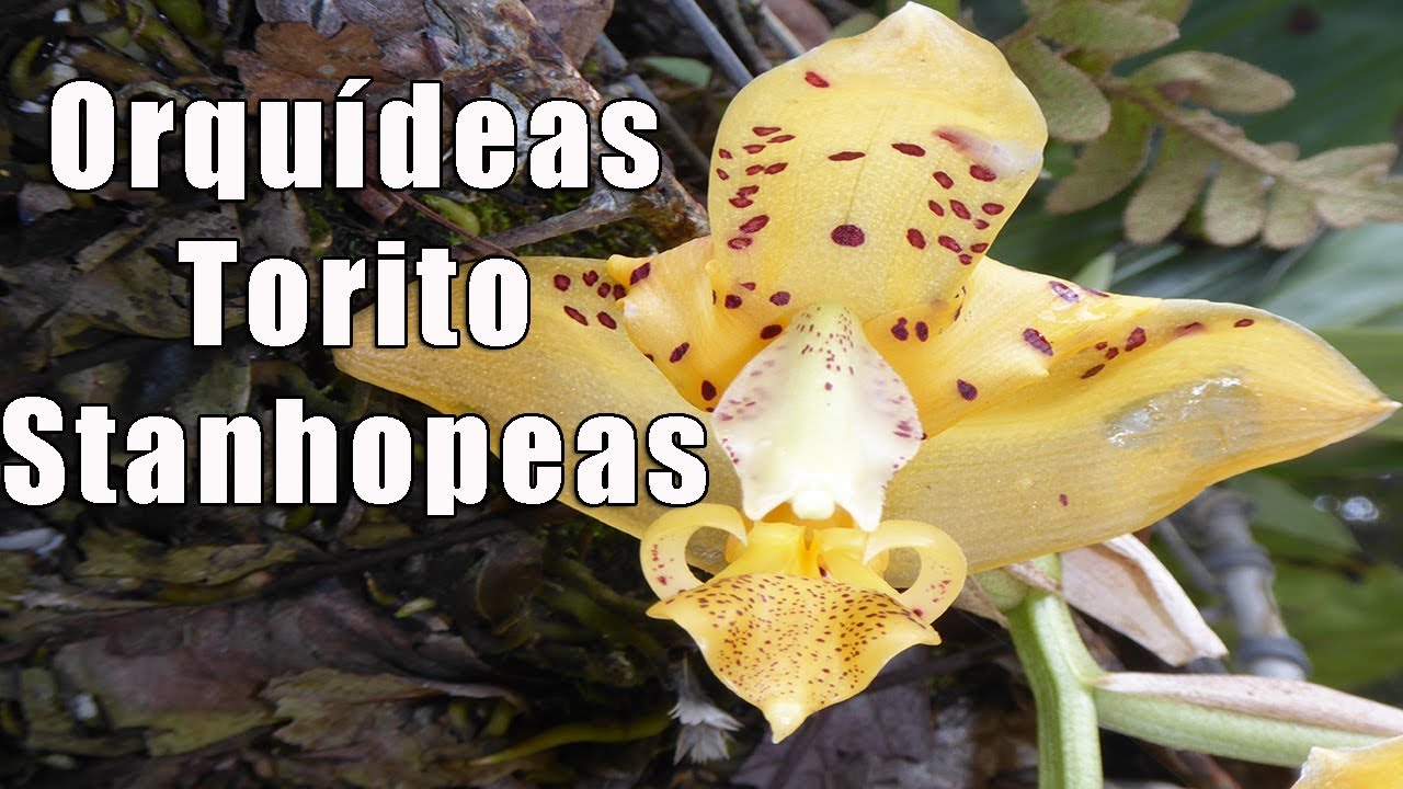 Cuidar Orquídeas Torito o Stanhopeas || Orquiplanet