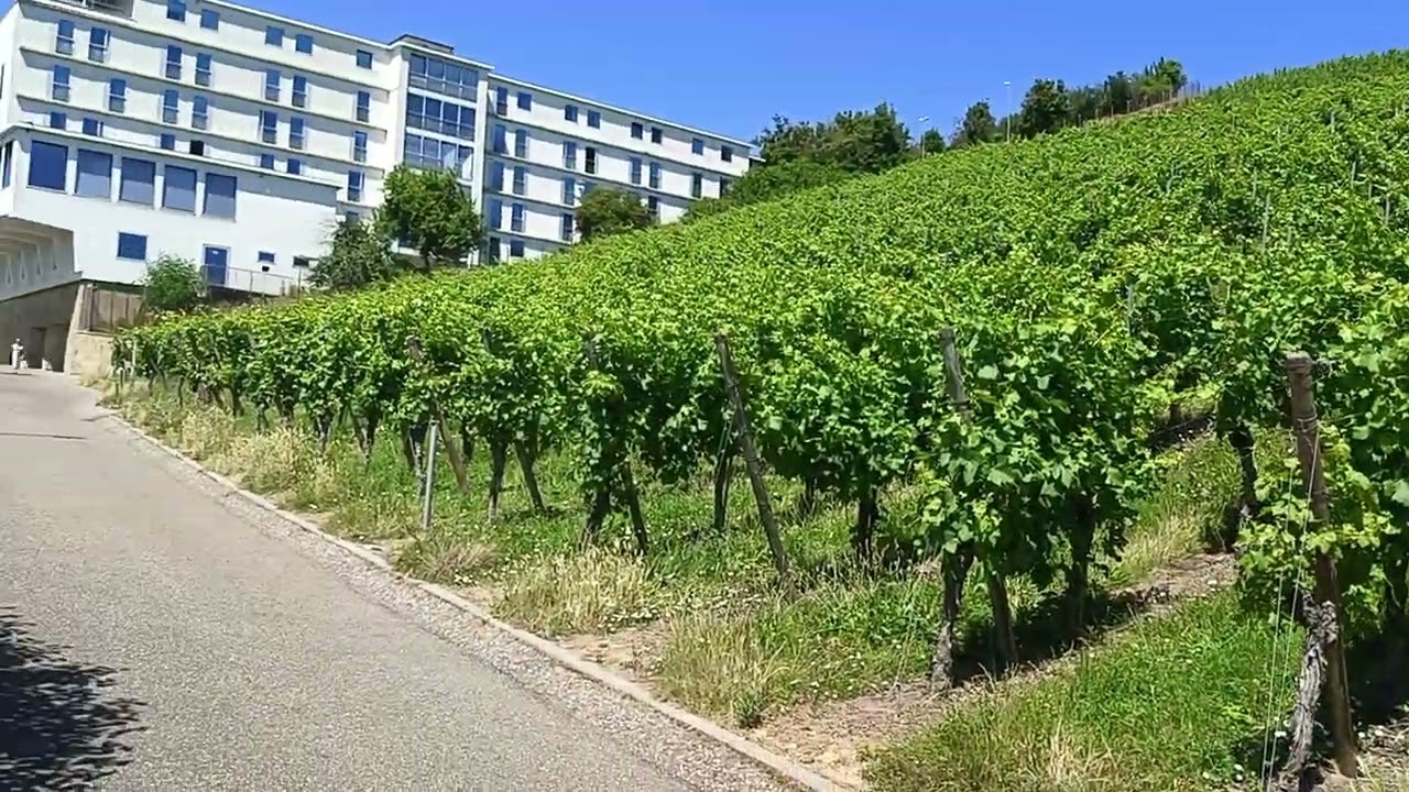 виноградники в Германии # Weinberge in Deutschland # vineyards in Germany