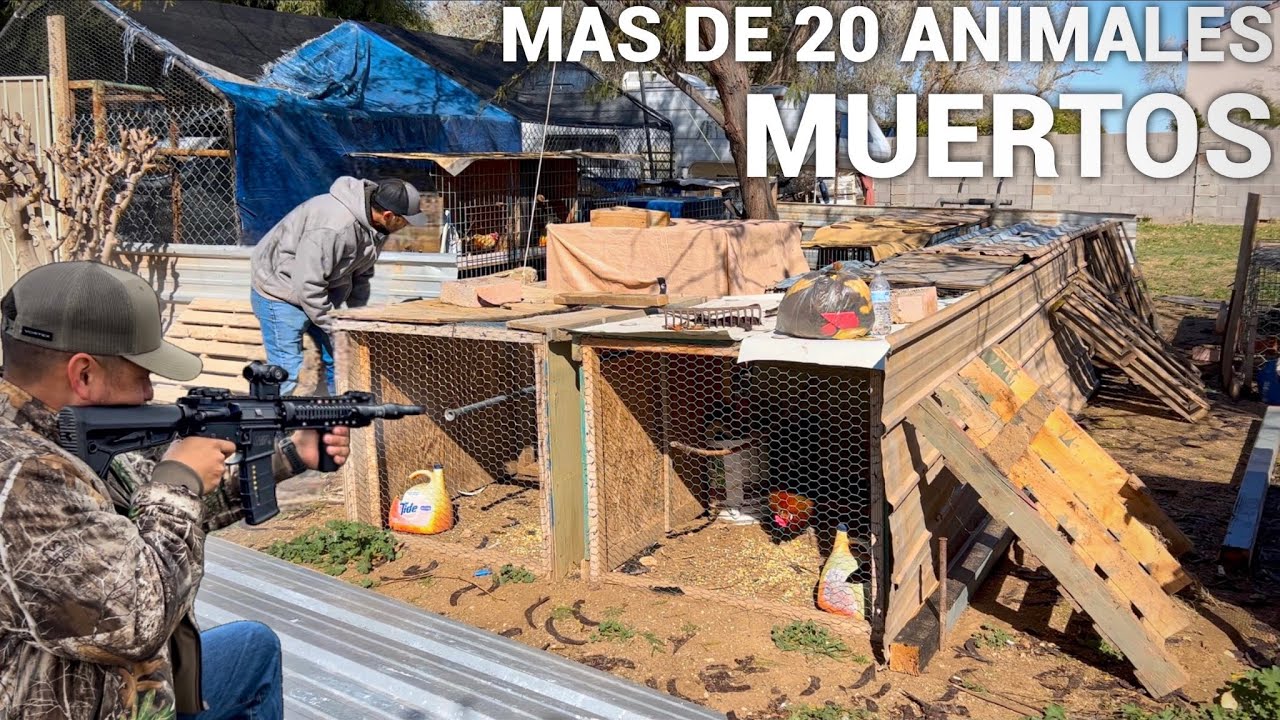 Pt.1 Algo Le Mato Mas De 20 Animales! Vine A Encontrar Al Culpable!