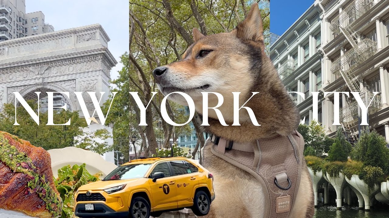🥯 В Нью-Йорке можно привозить собак? 🐾🚕 Путешествую с моей сиба-ину