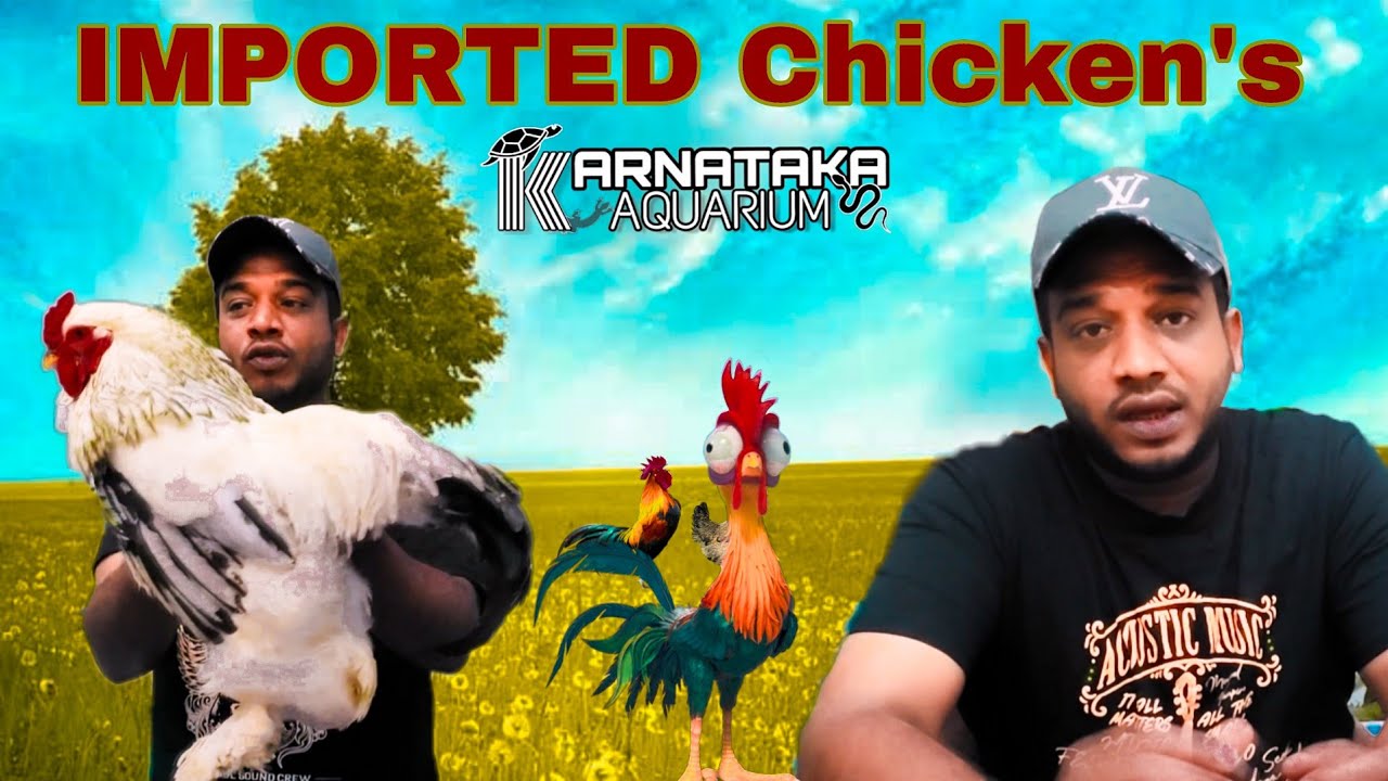 IMPORTED Chicken's - 1st time in India | Koshomo | karnataka Aquarium | Kannada 