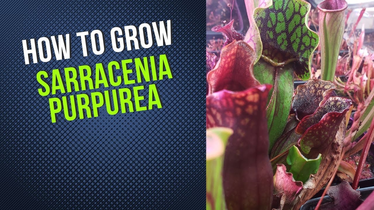 North American Purple Pitcher Plant (Sarracenia Purpurea) Carnivorous Plant Grow Guide