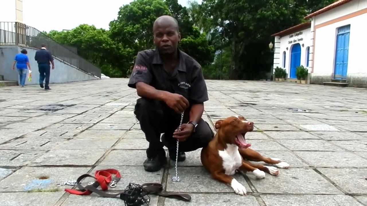 Adestramento de Pit Bull - Pandora Parte 1