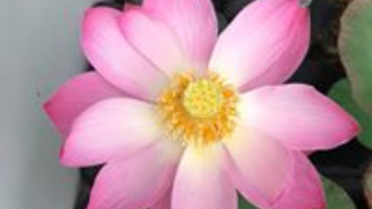 March 15, 2026: Sunday Family Dharma Service: