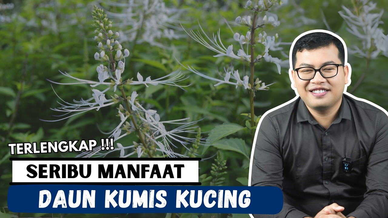 Manfaat DAUN KUMIS KUCING untuk Kesehatan TERLENGKAP - DOKTER SADDAM ISMAIL
