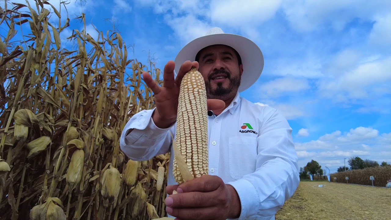Parcela de Tecnología Asgrow®: Cosecha Bajío