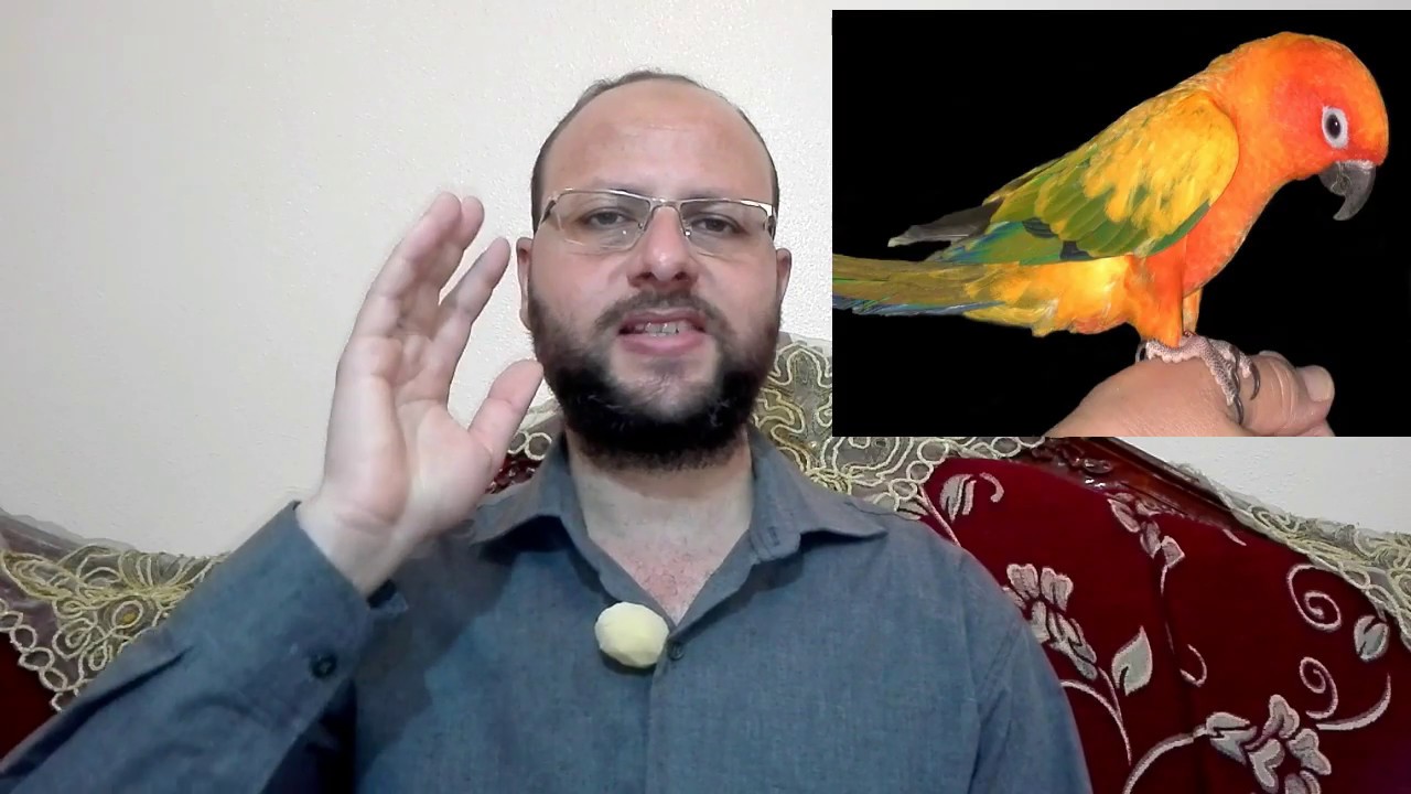 تفريخ بغبغان الصن كونيور