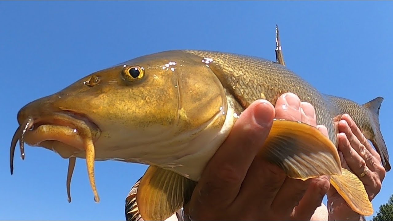 P&ecirc;che aux leurres au Rhin