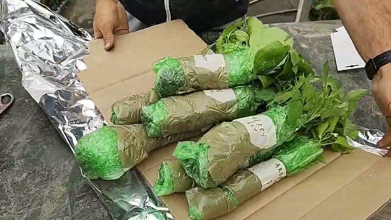 AM CUMPĂRAT RĂSADURI DE LEGUME ONLINE! CE AM PRIMIT?