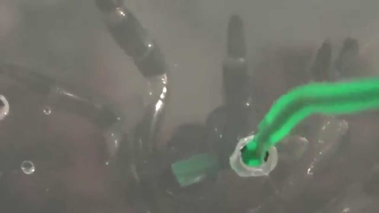 Black Trapdoor Spider unboxing