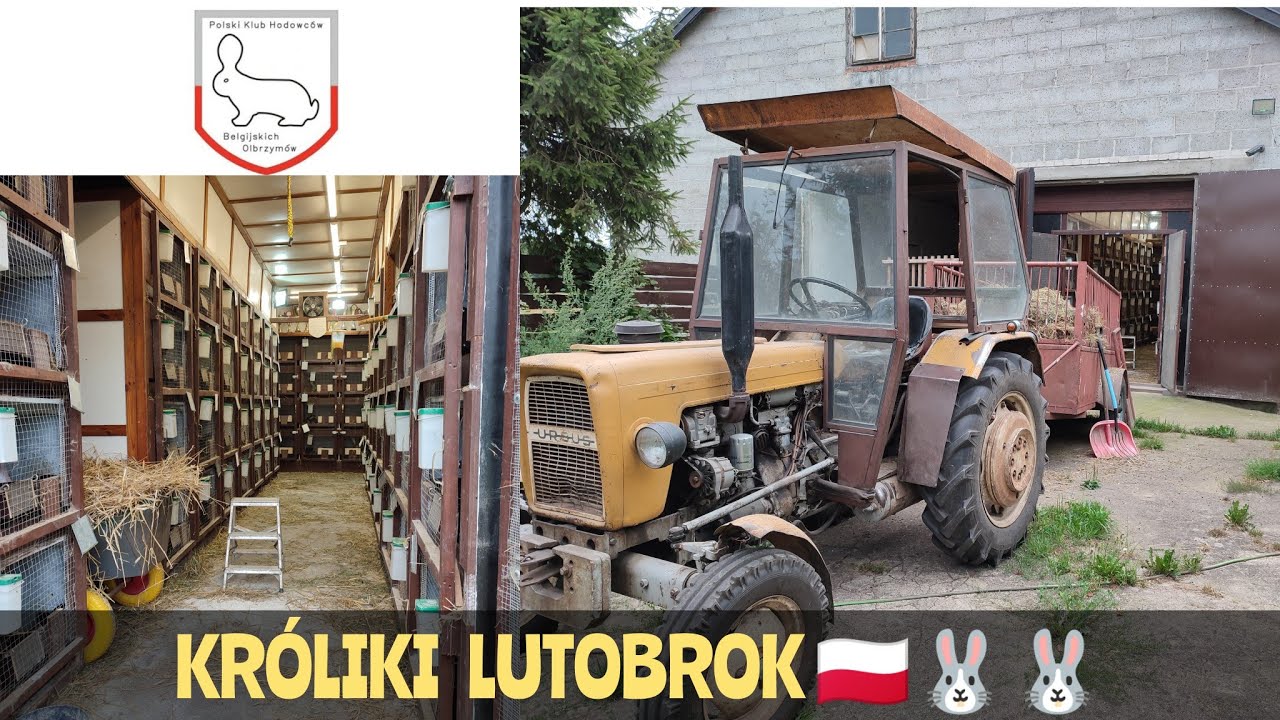 CZYSZCZENIE KLATEK/SZUFLAD U KRÓLIKÓW, AKCJA OBORNIK