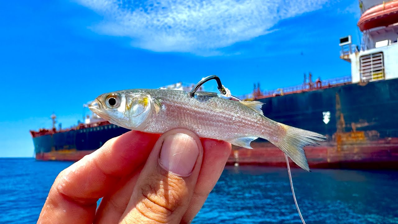 Pesca con LISA VIVA || pescando PARGOS en ALTAMAR con CARNADA.