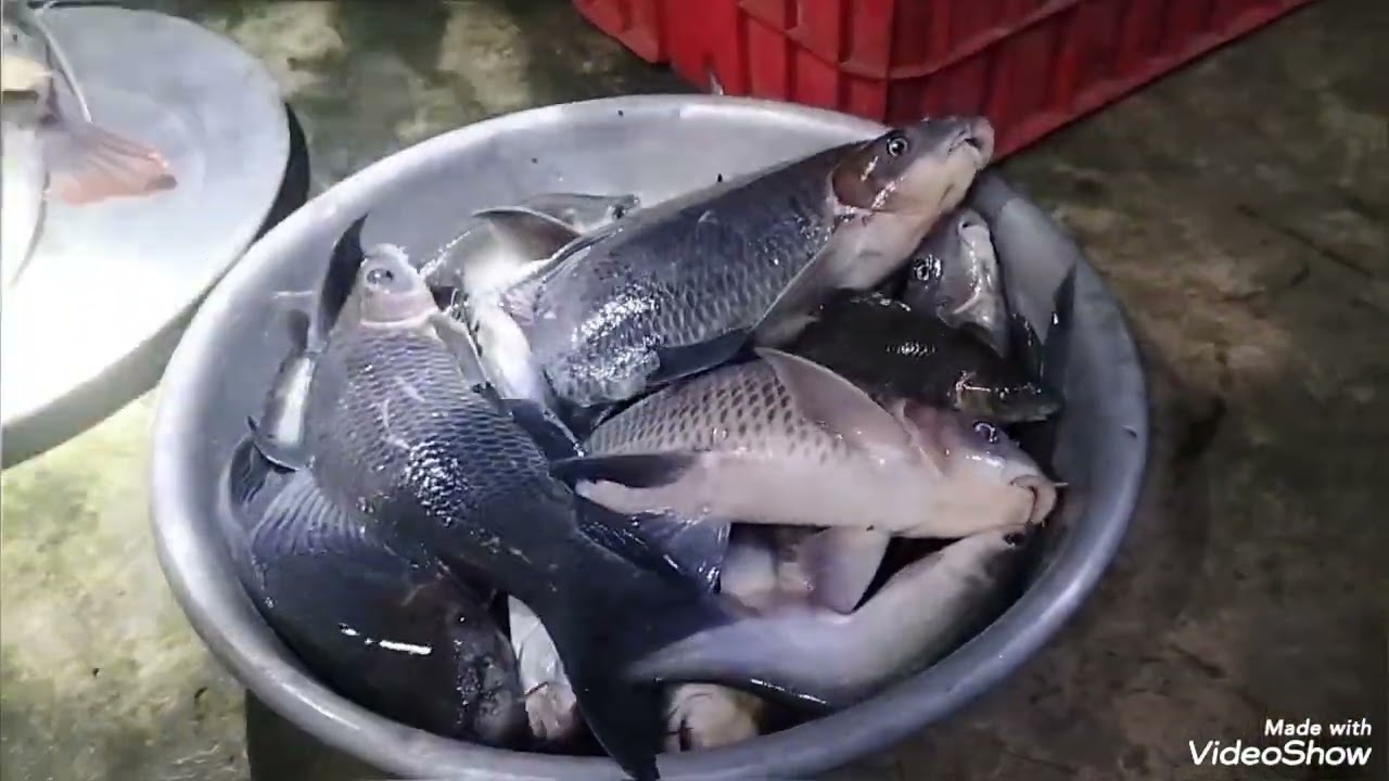 Đánh bắt cá ban đêm trên sông lanh ngà khu vực cầu bến thuyền