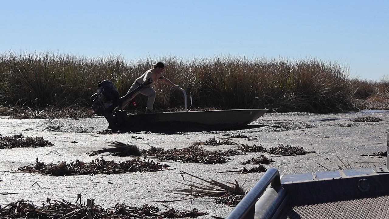 Gatortail rescuing a Gatortail out in the bayou
