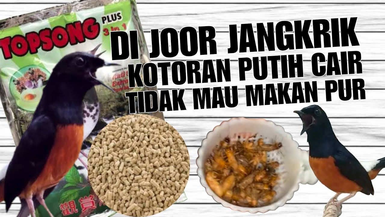Di jor jangkrik malah tidak makan pur, kotoran jadi putih cair