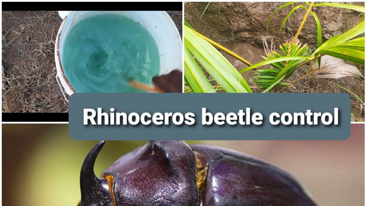 RHINOCEROS BEETLE CONTROL IN COCONUT |MONOCHROTOPHOS TO control rhinoceros beetle |