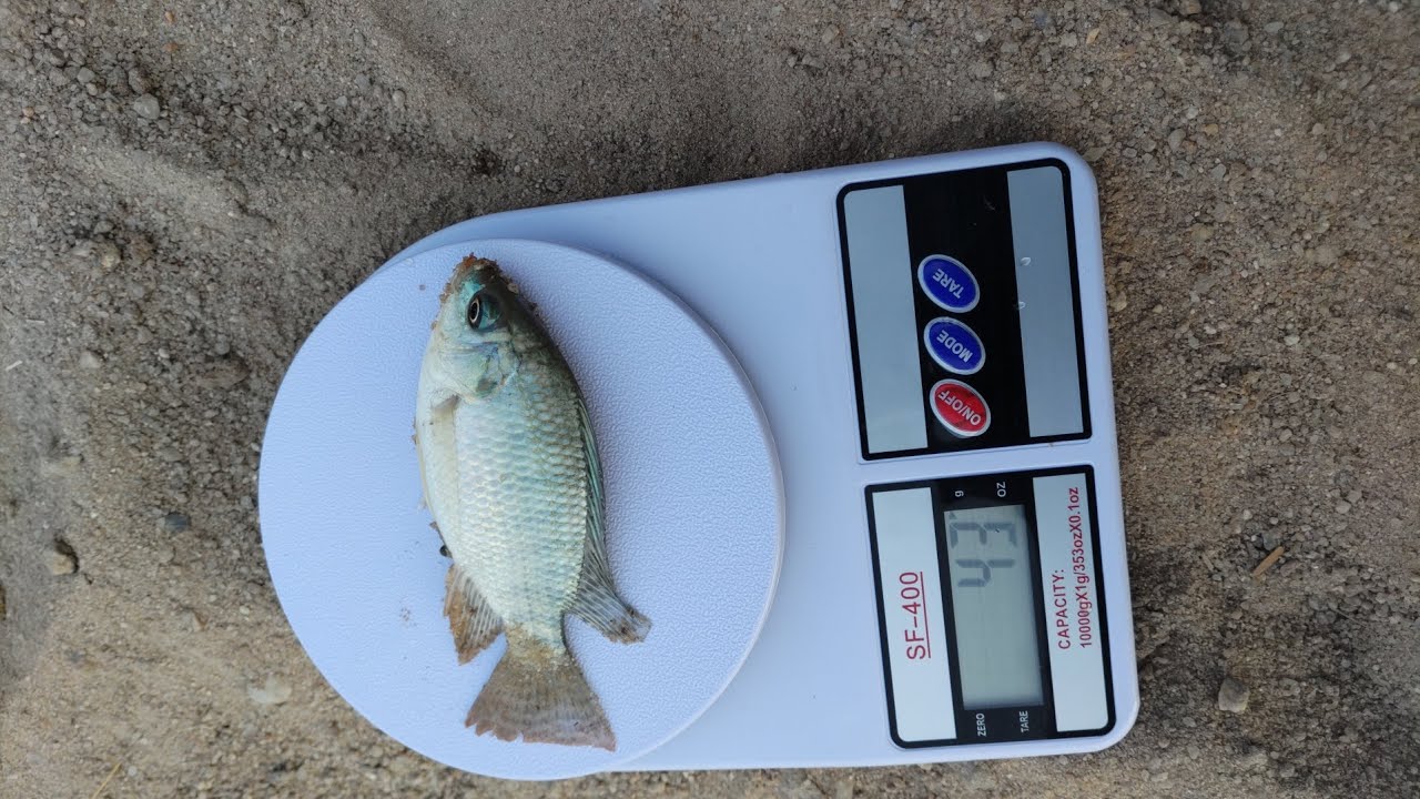 MAHOJIANO YA MTAALAM WA SAMAKI MR. MAKEMBA  NA MKULIMA JIJINI DAR ES SALAAM.