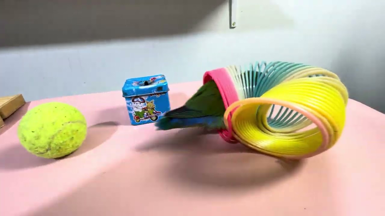 Bird Training:smart lovebird parrot l smart little cute parrot  #training#smartparrot#cute 