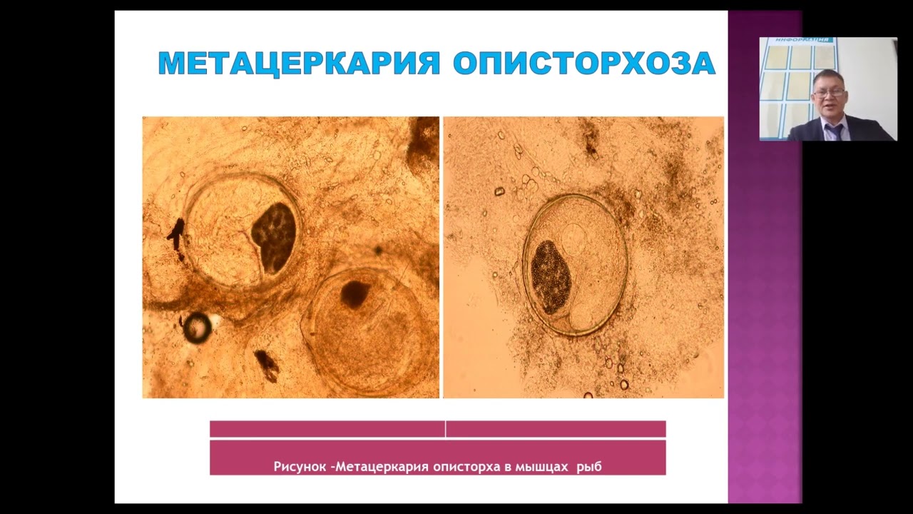 Паразитология и инвазионные болезни 1. Лекция 1. Предмет и задачи паразитологии. Виды паразитов