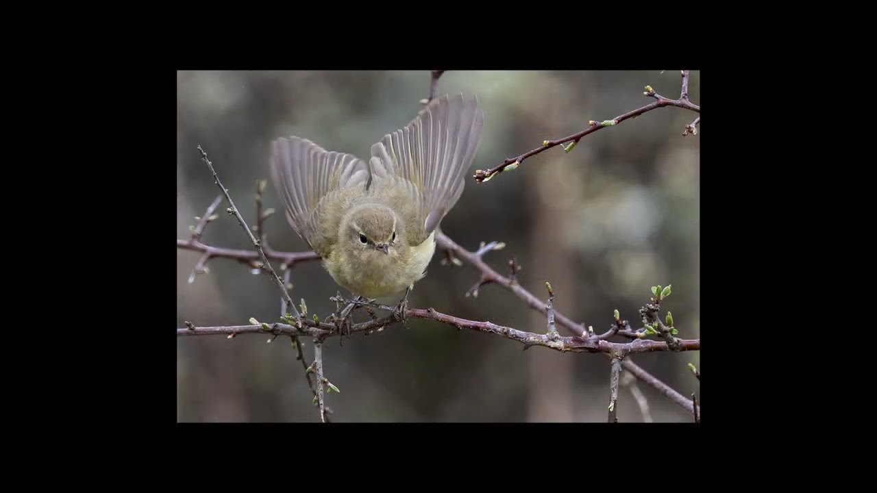 Grans&aring;ngare f&ouml;dos&ouml;ker - chiff chaff feeding