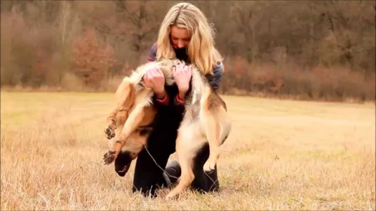 Dog tricks by German Shepherd Britney - 2 years !
