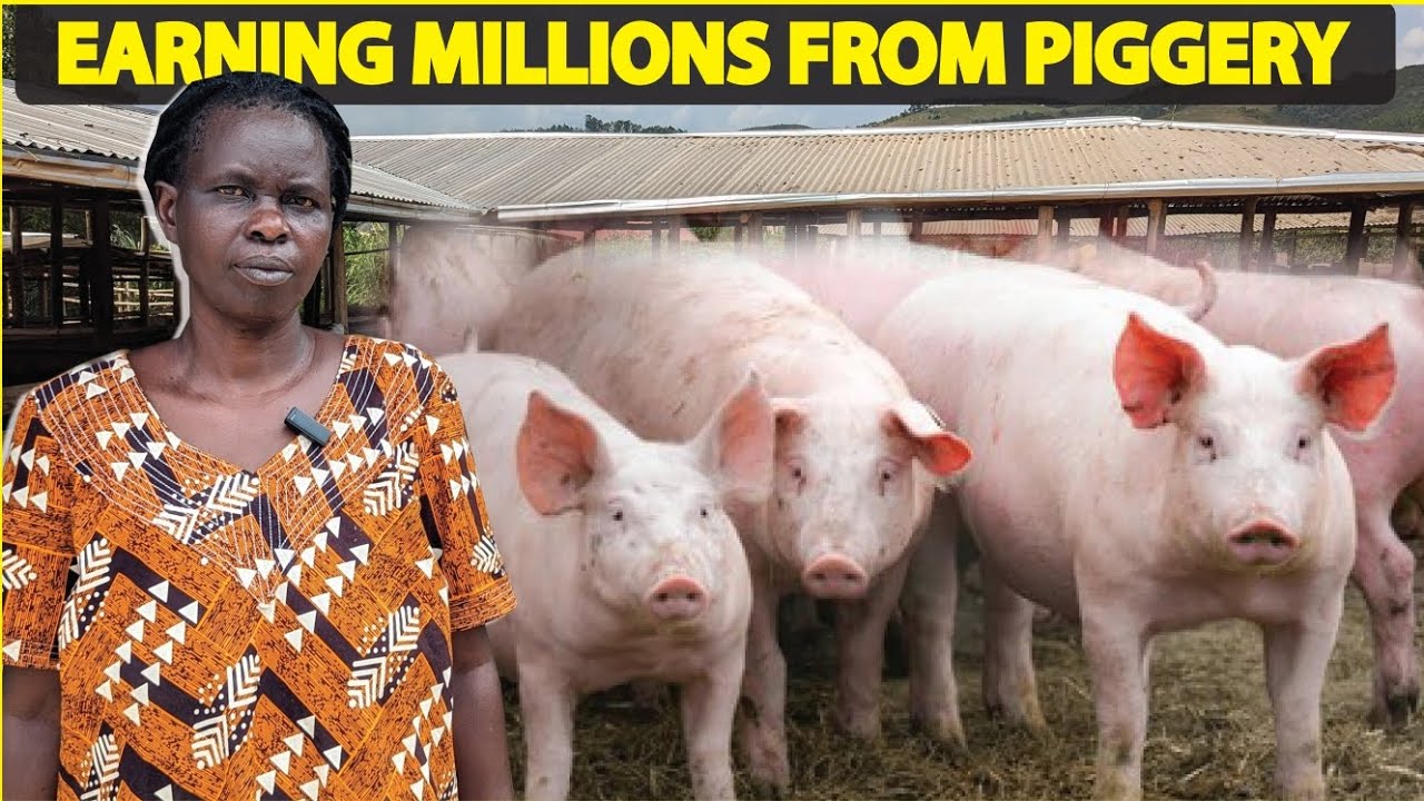 How she became a Millionaire farmer in UGANDA from A Successful Pig Farm on a Small land & Capital