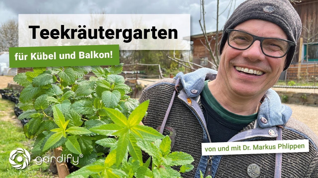 Teekräutergarten für  Kübel und Balkon, Heilkräuter, grüner Tee, Camellia sinensis | gardify Tipps
