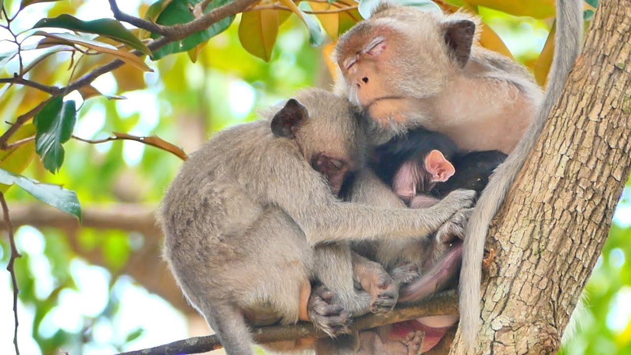 Big child Monkey Haaland upset cries loudly jealous tiny baby newborn he wants Mama to take care too