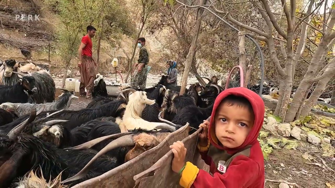 Taking Goats to the Pasture _Villagers in Iran(2022)