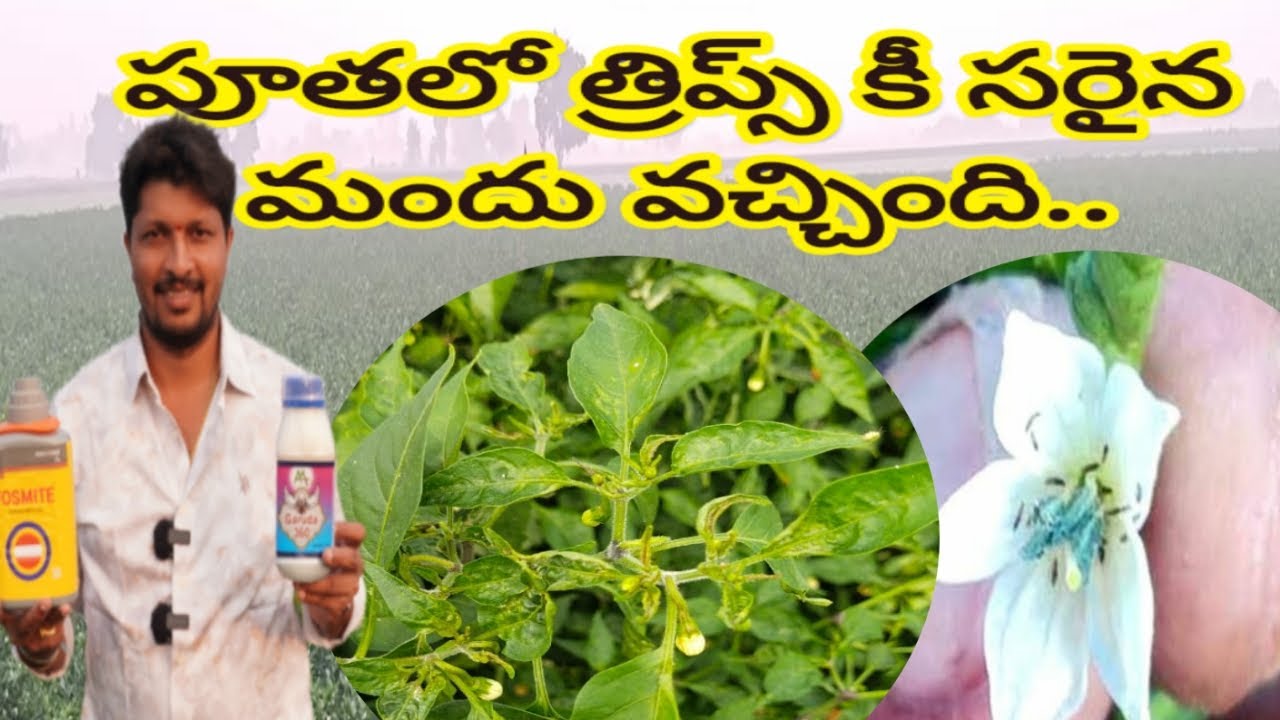 #మిరప #బ్లాక్ #త్రిప్స్ కి సరైన మొగుడు..#Garuda #360 & #Fosmite   .. తోట కడిగినట్టి వస్తోంది