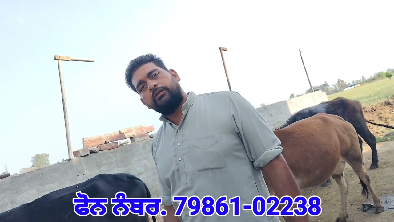 ਮੁੱਲ 24 ਹਜ਼ਾਰ 👉 3 ਤਾਜੀਆਂ ਸੂਈਆਂ👌ਗਰਮੀ ਰਹਿਤ ਵਹਿੜਾਂ ਵਿਕਾਊ❤️❤️Three Cows For Sale 
