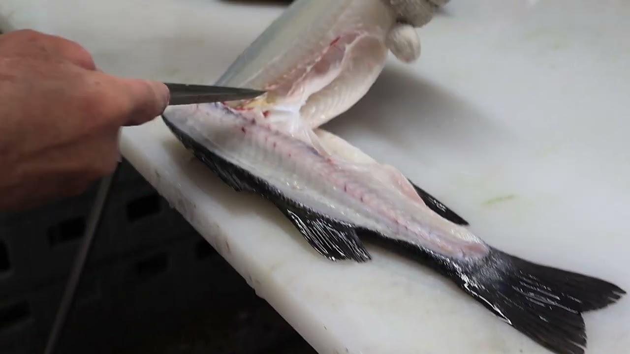 ヒラスズキを捌く。