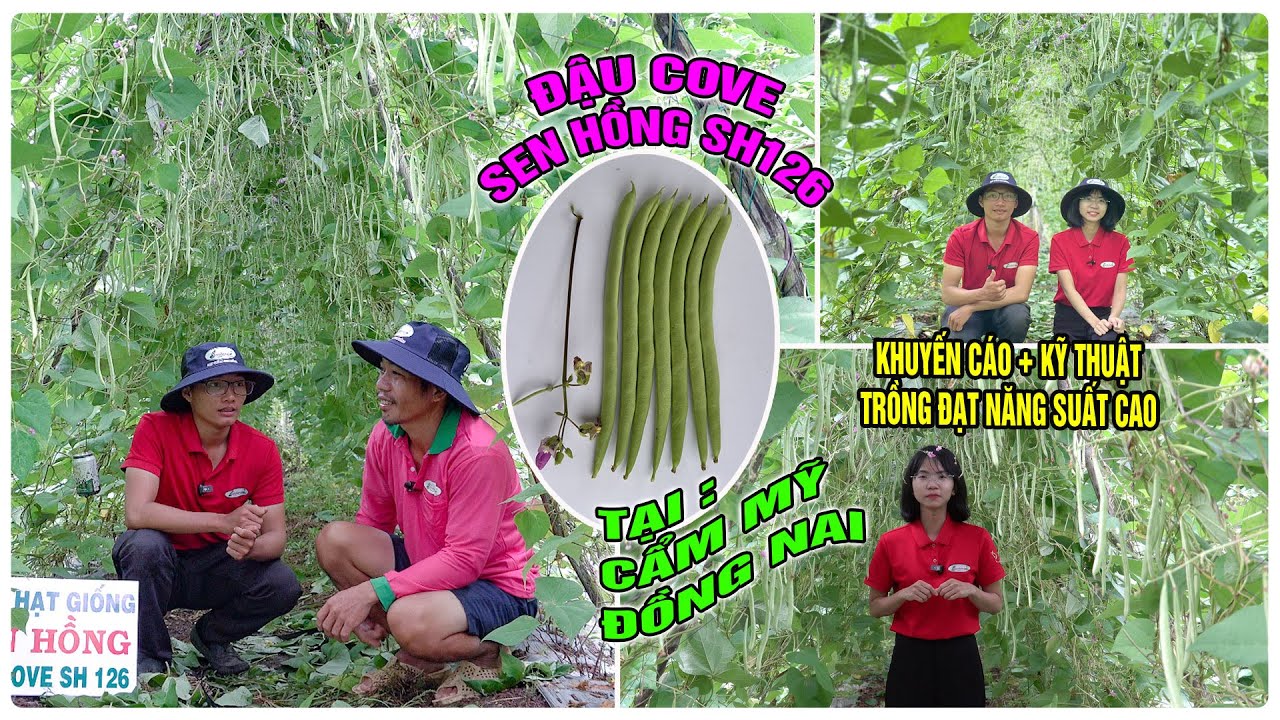 ĐẬU COVE SEN HỒNG SH126 TRỒNG TRONG MÙA MƯA TẠI CẨM MỸ ĐỒNG NAI