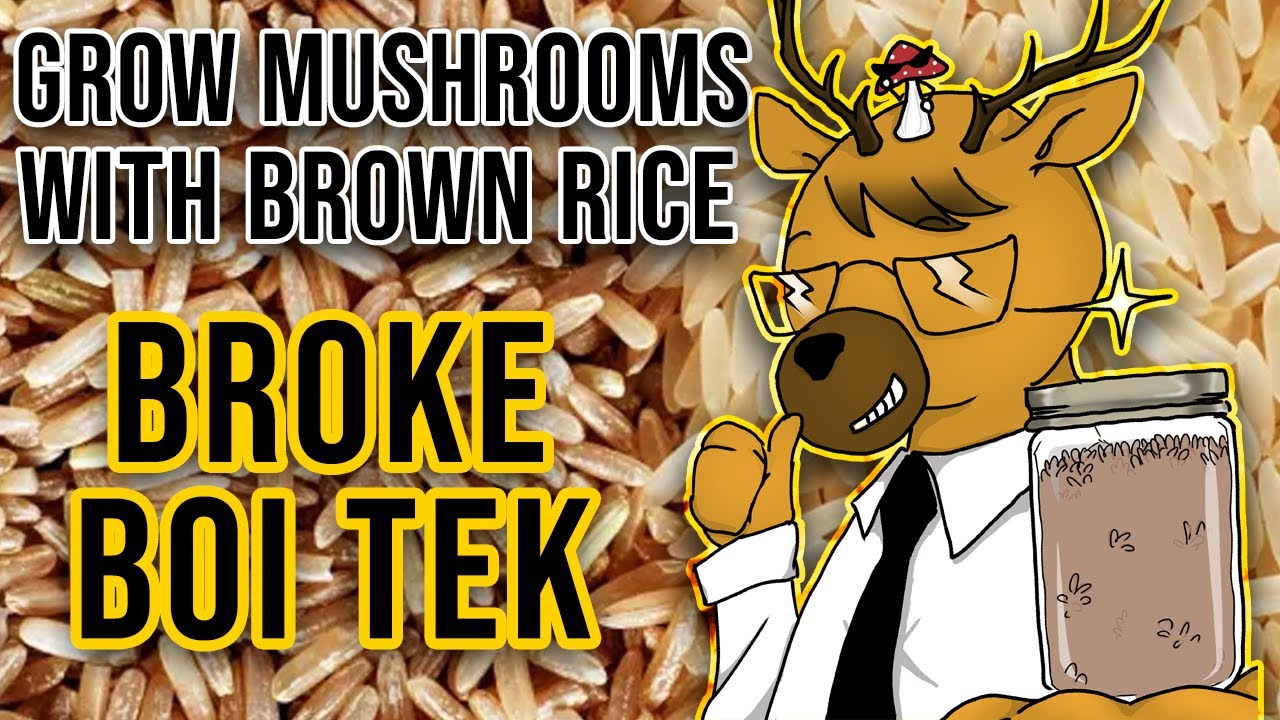 САМЫЙ ПРОСТОЙ СПОСОБ ВЫРАЩИВАНИЯ ГРИБОВ &mdash; Broke Boi Tek