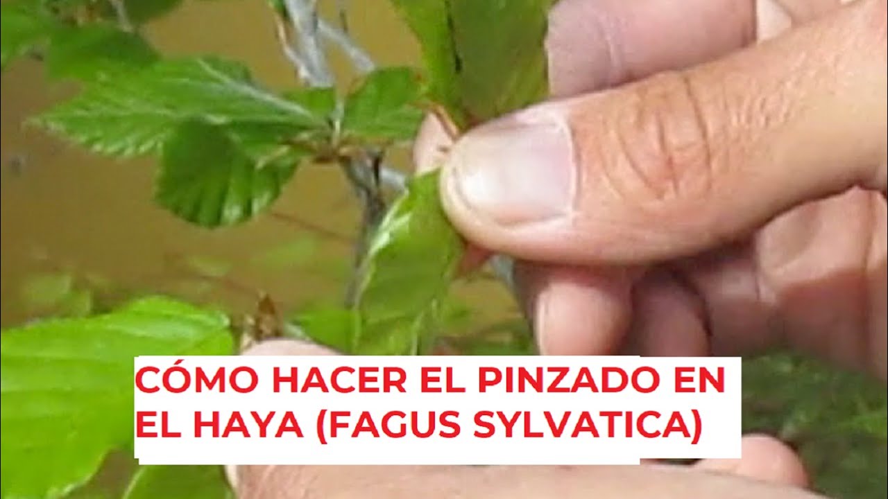 CÓMO HACER EL PINZADO EN EL HAYA  ֍ FAGUS SYLVATICA🌳✅