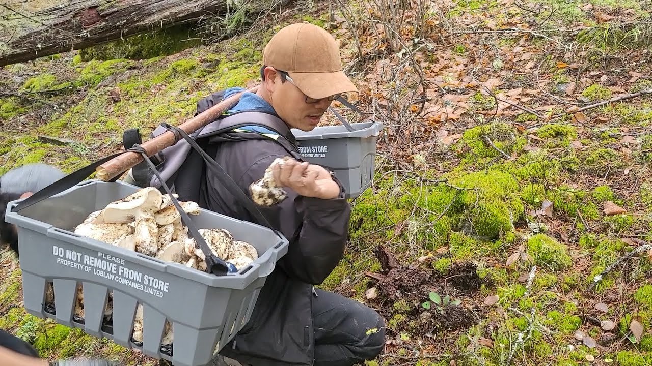 Một Ngày Hái Nấm Thật Thú Vị - Nấm Ngon Trãi Dài Trên Đường Đi Lên Đĩnh  Núi- Matsutake
