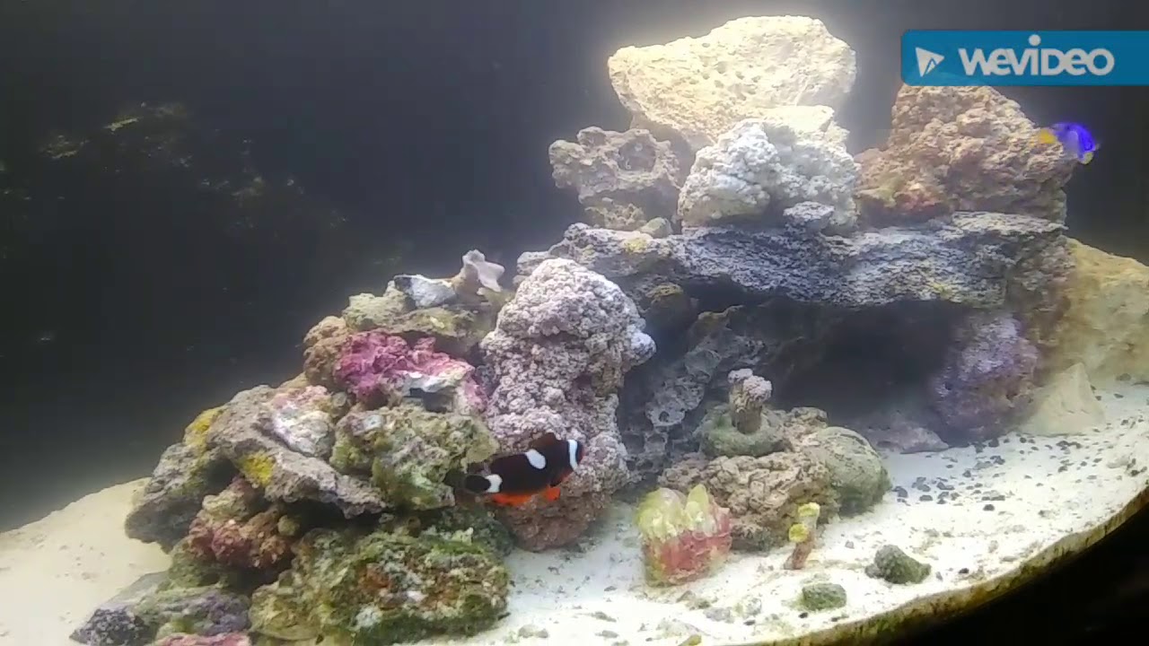 Saltwater Green Spotted Puffer & Cheap Coral Tips