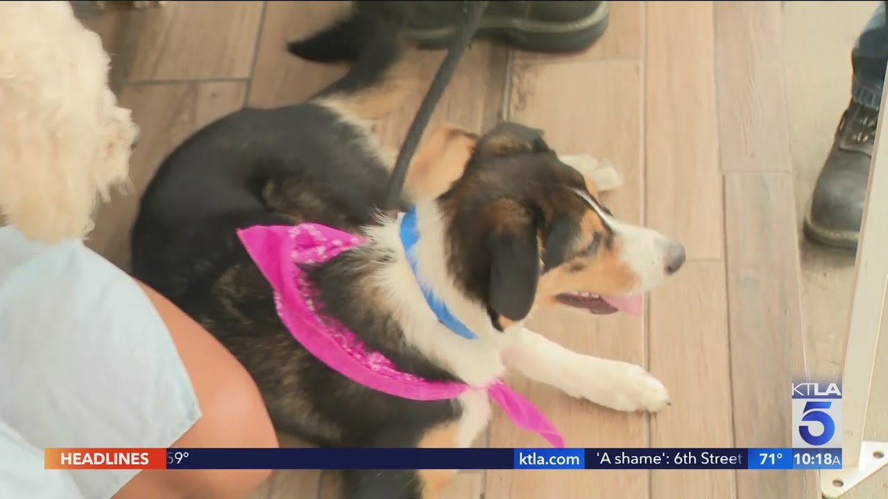 Petco love partners with L.A. Animal Services to hold adoption event