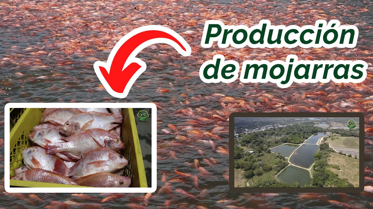 Producci&oacute;n de MOJARRAS - en Huila Colombia